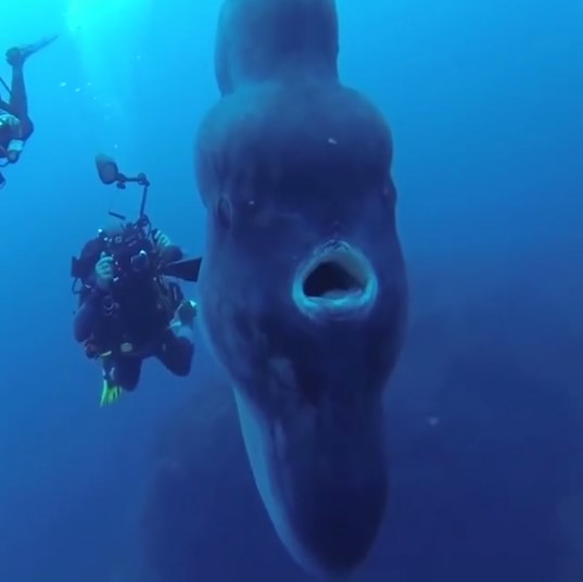 คลิปนักประดาน้ำว่ายน้ำคู่ปลาแสงอาทิตย์ คลิปนักประดาน้ำว่ายน้ำคู่ปลาแสงอาทิตย์