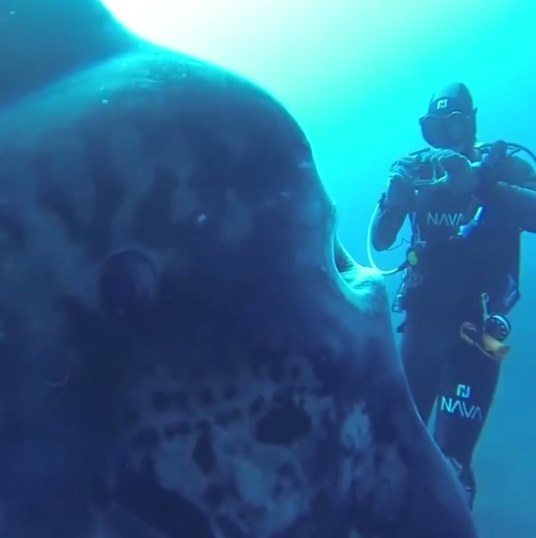 คลิปนักประดาน้ำว่ายน้ำคู่ปลาแสงอาทิตย์ คลิปนักประดาน้ำว่ายน้ำคู่ปลาแสงอาทิตย์