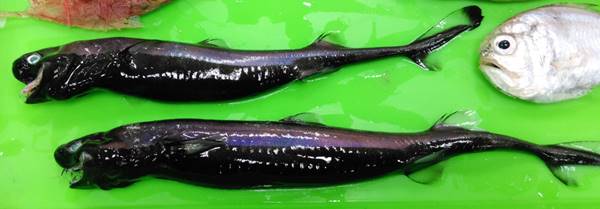 ฉลามไวเปอร์ ฉลามไวเปอร์