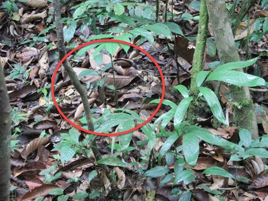 หาเจอไหม ? ในภาพนี้มีงูซ่อนอยู่ พรางตัวอย่างเนียน ชนิดที่ไม่มองใกล้ ๆ ก็ไม่รู้ หาเจอไหม ? ในภาพนี้มีงูซ่อนอยู่ พรางตัวอย่างเนียน ชนิดที่ไม่มองใกล้ ๆ ก็ไม่รู้