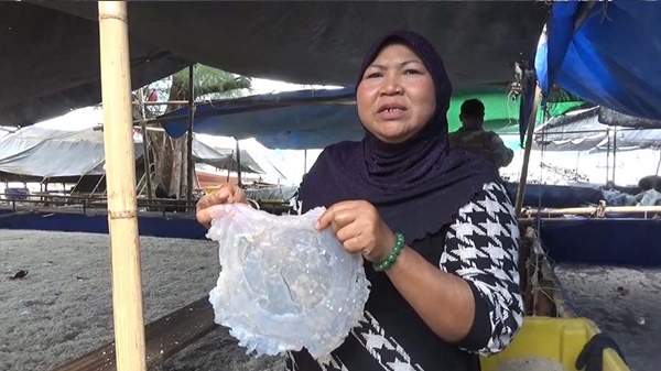 แมงกะพรุน แมงกะพรุน