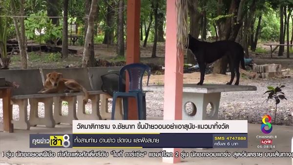 หมา-แมว หมา-แมว