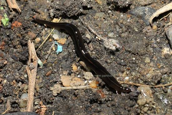 หนอนแบนนิวกินี หนอนแบนนิวกินี