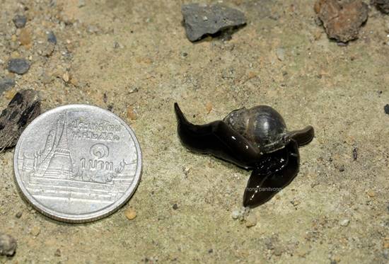 หนอนตัวแบนนิวกินี หนอนตัวแบนนิวกินี