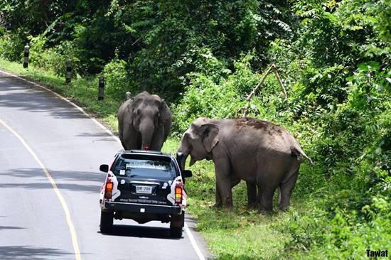 หนุ่มเล่านาทีระทึกฝูงช้างป่าเขาใหญ่ หนุ่มเล่านาทีระทึกฝูงช้างป่าเขาใหญ่