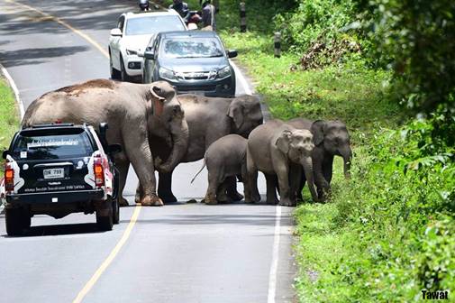 หนุ่มเล่านาทีระทึกฝูงช้างป่าเขาใหญ่ หนุ่มเล่านาทีระทึกฝูงช้างป่าเขาใหญ่