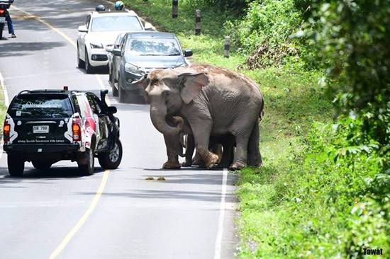 หนุ่มเล่านาทีระทึกฝูงช้างป่าเขาใหญ่ หนุ่มเล่านาทีระทึกฝูงช้างป่าเขาใหญ่