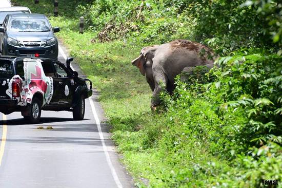 หนุ่มเล่านาทีระทึกฝูงช้างป่าเขาใหญ่ หนุ่มเล่านาทีระทึกฝูงช้างป่าเขาใหญ่