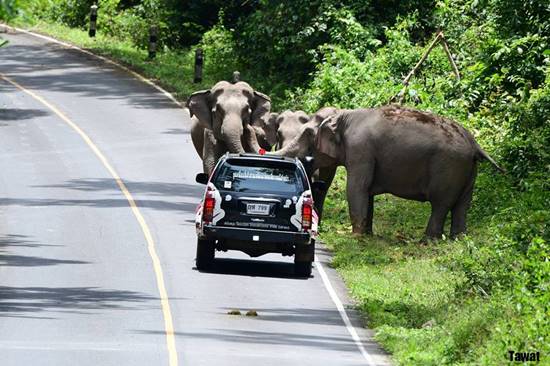 หนุ่มเล่านาทีระทึกฝูงช้างป่าเขาใหญ่ หนุ่มเล่านาทีระทึกฝูงช้างป่าเขาใหญ่