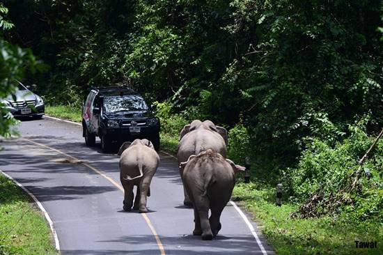 หนุ่มเล่านาทีระทึกฝูงช้างป่าเขาใหญ่ หนุ่มเล่านาทีระทึกฝูงช้างป่าเขาใหญ่