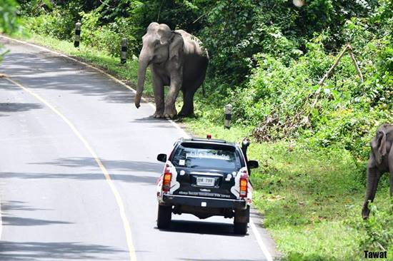 หนุ่มเล่านาทีระทึกฝูงช้างป่าเขาใหญ่ หนุ่มเล่านาทีระทึกฝูงช้างป่าเขาใหญ่