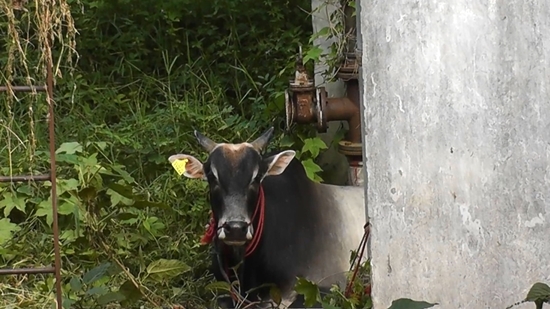 ไถ่ชีวิตโค ไถ่ชีวิตโค