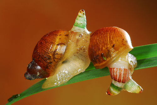 ปรสิต ปรสิต