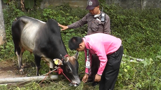 ไถ่ชีวิตโค ไถ่ชีวิตโค
