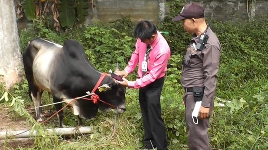 ไถ่ชีวิตโค ไถ่ชีวิตโค