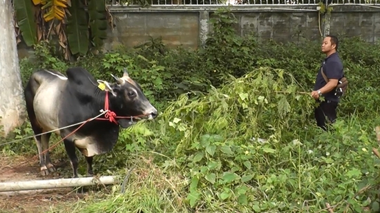 ไถ่ชีวิตโค ไถ่ชีวิตโค