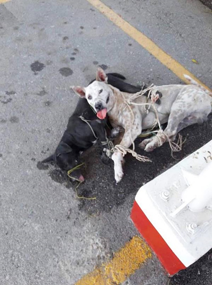 พลทหารแฉนายทารุณหมา พลทหารแฉนายทารุณหมา