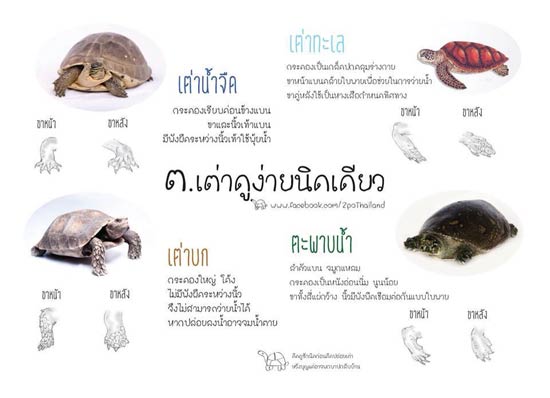 บุญหรือบาป ? ปล่อยเต่าบกลงสระน้ำ ผลที่ได้ตายหมดเกลี้ยง ! บุญหรือบาป ? ปล่อยเต่าบกลงสระน้ำ ผลที่ได้ตายหมดเกลี้ยง !