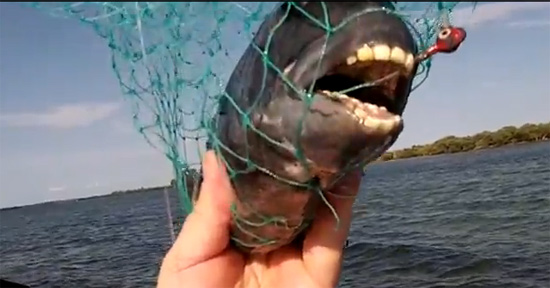 ปลาฟันเหมือนคน