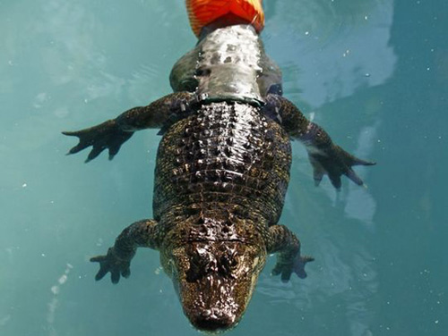 มะกันสอนจระเข้ (หางกุด) ให้ว่ายน้ำ