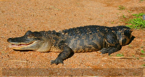 มะกันสอนจระเข้ (หางกุด) ให้ว่ายน้ำ