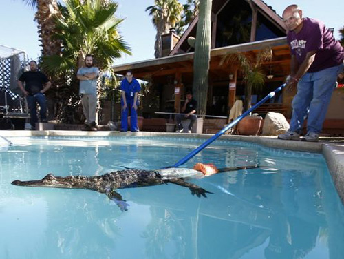 มะกันสอนจระเข้ (หางกุด) ให้ว่ายน้ำ