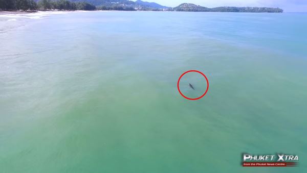 จระเข้ จระเข้