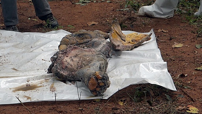 พิสูจน์ ซากเสือโคร่ง อยู่ครบหรือไม่ พิสูจน์ ซากเสือโคร่ง อยู่ครบหรือไม่