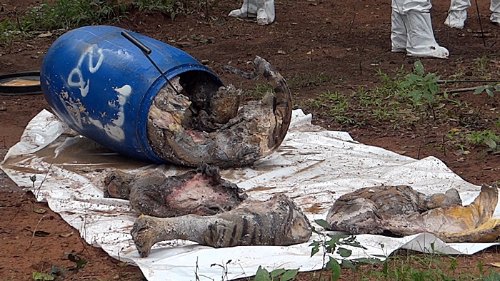 พิสูจน์ ซากเสือโคร่ง อยู่ครบหรือไม่ พิสูจน์ ซากเสือโคร่ง อยู่ครบหรือไม่