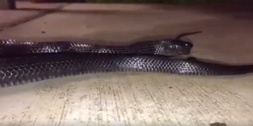 คลิปงู คลิปงู