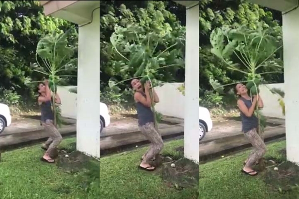 มะละกอ มะละกอ