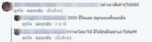 มะละกอ มะละกอ