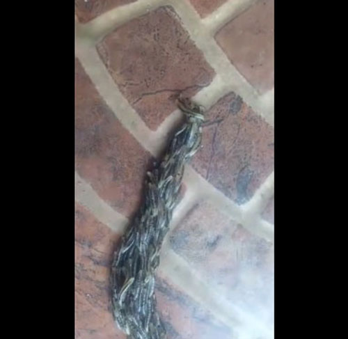 บั่วรา บั่วรา