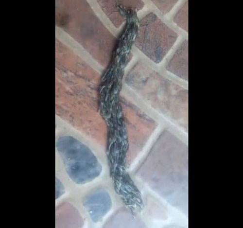 บั่วรา บั่วรา