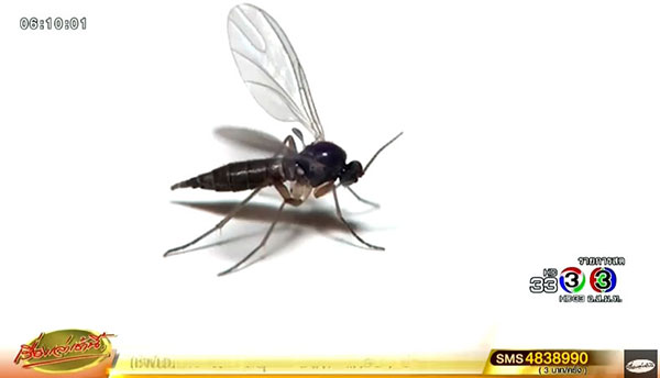 บั่วรา บั่วรา