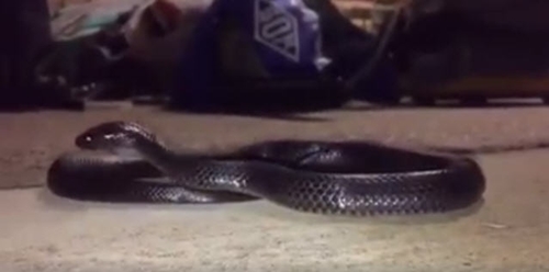 คลิปงู คลิปงู