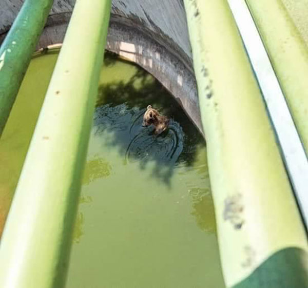 โวยฟาร์มจระเข้ดังละเลยสัตว์ โวยฟาร์มจระเข้ดังละเลยสัตว์