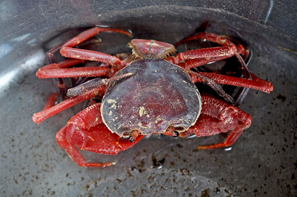 ไทยค้นพบปูชนิดใหม่ของโลก ปูเขาหินปูนทุ่งหว้า ไทยค้นพบปูชนิดใหม่ของโลก ปูเขาหินปูนทุ่งหว้า