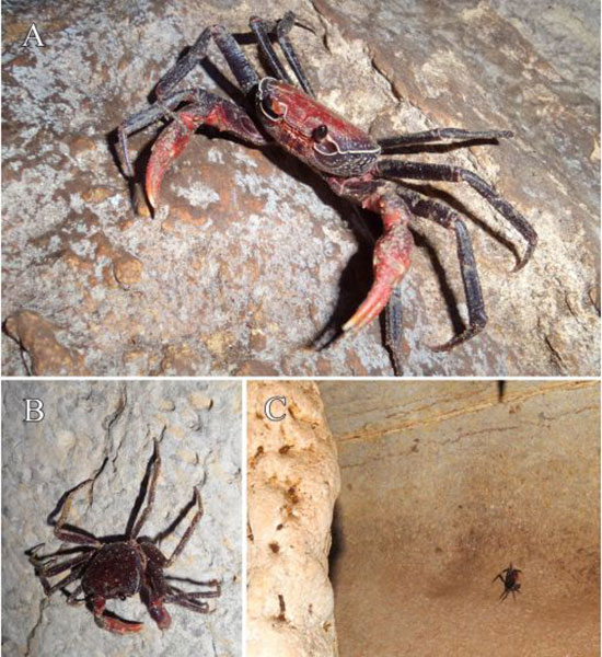 ไทยค้นพบปูชนิดใหม่ของโลก ปูเขาหินปูนทุ่งหว้า ไทยค้นพบปูชนิดใหม่ของโลก ปูเขาหินปูนทุ่งหว้า