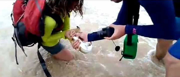 นักท่องเที่ยวเจอบทเรียนครั้งใหญ่ หลังจับลูกฉลามขึ้นมาถ่ายรูปเล่น นักท่องเที่ยวเจอบทเรียนครั้งใหญ่ หลังจับลูกฉลามขึ้นมาถ่ายรูปเล่น