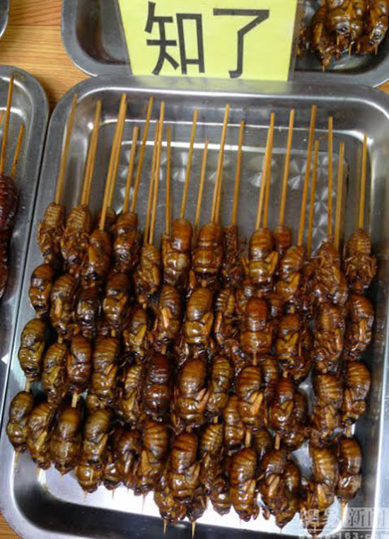 สารพัดสัตว์เสียบไม้จากสตรีทฟู้ดจีน สารพัดสัตว์เสียบไม้จากสตรีทฟู้ดจีน
