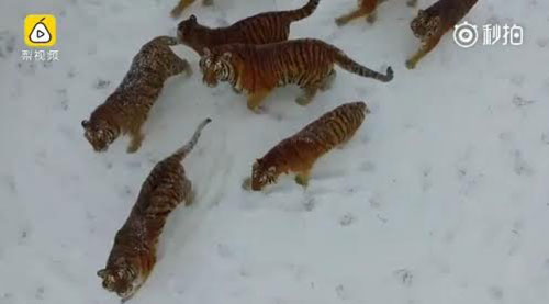 จีนปิ๊งไอเดียใช้โดรนช่วยเสืออ้วนออกกำลังกาย จีนปิ๊งไอเดียใช้โดรนช่วยเสืออ้วนออกกำลังกาย