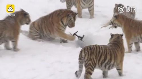 จีนปิ๊งไอเดียใช้โดรนช่วยเสืออ้วนออกกำลังกาย จีนปิ๊งไอเดียใช้โดรนช่วยเสืออ้วนออกกำลังกาย