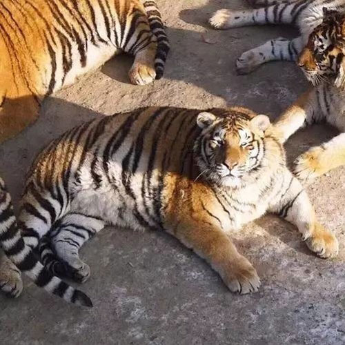 จีนปิ๊งไอเดียใช้โดรนช่วยเสืออ้วนออกกำลังกาย จีนปิ๊งไอเดียใช้โดรนช่วยเสืออ้วนออกกำลังกาย