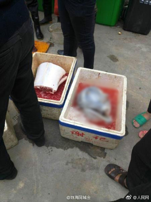 ซากลูกโลมาเผือกถูกตัดหัวใส่กล่องโฟม ซากลูกโลมาเผือกถูกตัดหัวใส่กล่องโฟม