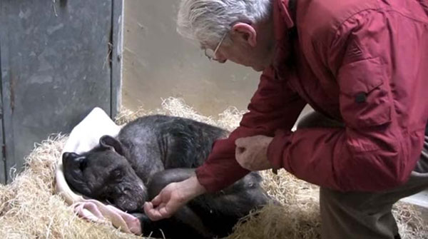 ชิมแปนซีป่วยใกล้ตาย กับท่าทางสุดดีใจเมื่อได้เจอเพื่อนเก่าอีกครั้ง ชิมแปนซีป่วยใกล้ตาย กับท่าทางสุดดีใจเมื่อได้เจอเพื่อนเก่าอีกครั้ง