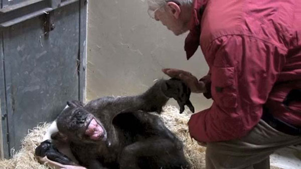 ชิมแปนซีป่วยใกล้ตาย กับท่าทางสุดดีใจเมื่อได้เจอเพื่อนเก่าอีกครั้ง ชิมแปนซีป่วยใกล้ตาย กับท่าทางสุดดีใจเมื่อได้เจอเพื่อนเก่าอีกครั้ง