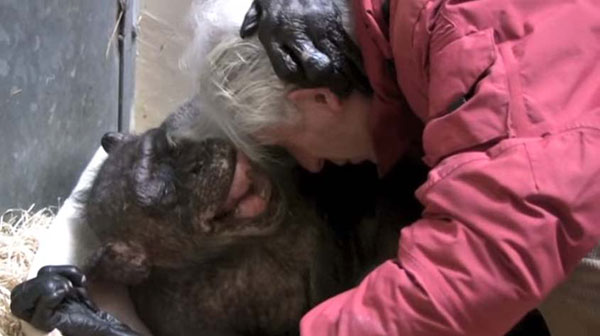 ชิมแปนซีป่วยใกล้ตาย กับท่าทางสุดดีใจเมื่อได้เจอเพื่อนเก่าอีกครั้ง ชิมแปนซีป่วยใกล้ตาย กับท่าทางสุดดีใจเมื่อได้เจอเพื่อนเก่าอีกครั้ง