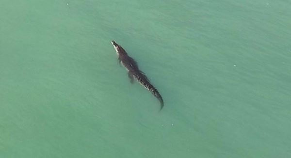 ผุดแคมเปญ ปล่อยจระเข้ภูเก็ตคืนทะเล ชาวบ้านยันเห็นมานับสิบปีไร้ปัญหา ผุดแคมเปญ ปล่อยจระเข้ภูเก็ตคืนทะเล ชาวบ้านยันเห็นมานับสิบปีไร้ปัญหา