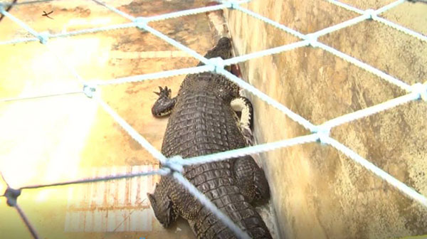 ผุดแคมเปญ ปล่อยจระเข้ภูเก็ตคืนทะเล ชาวบ้านยันเห็นมานับสิบปีไร้ปัญหา ผุดแคมเปญ ปล่อยจระเข้ภูเก็ตคืนทะเล ชาวบ้านยันเห็นมานับสิบปีไร้ปัญหา